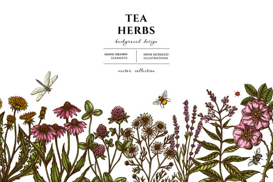 Tea herbs hand drawn illustration design. Background with retro chamomile, cinnamon rose, etc.