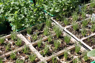 Fototapeta premium vegetable seedlings 
