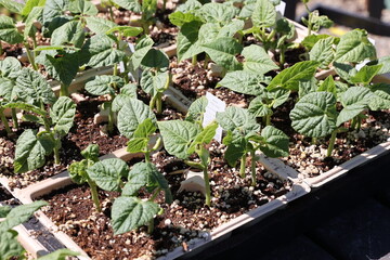 green bean seedlings 