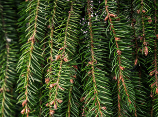 spruce needles with small cones close photo
