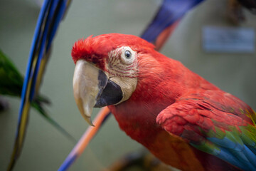 Realistic stuffed wild animal in the museum