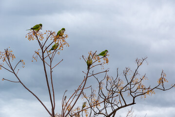 several green parrots sitting on the branches of melia azedarach