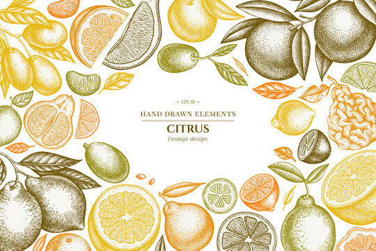Citrus hand drawn illustration design. Background with vintage kumquat, lemon, tangelo, etc.