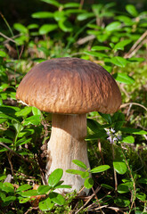 Wildlife of Europe - edible mushroom Penny Bun (King bolete) growing in forest