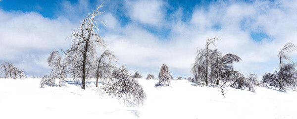 Trees ladened with Ice