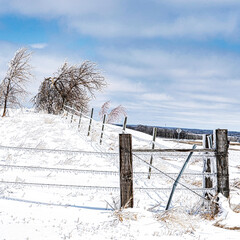 Ice storm fence