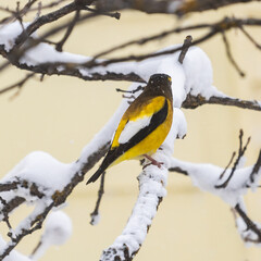 Snowbound Grosebeak