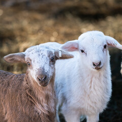 Pair of newborn Lambs
