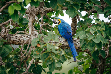 blue and yellow macaw