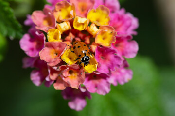 ladybug on flower