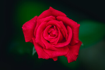 single red rose
