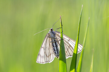 Motyl dyblik lniaczek na łące