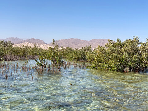 Mangrove grove in salt water of the Red Sea. Nabq protected area near Sharm El Sheikh city, South Sinai, Egypt, North Africa. Egyptian mangroves