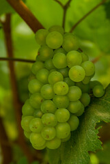 The high altitude wines from the vineyards of Santa Catarina are giving surprising results, due to all the care taken with their grapes, malbec, cabernet sauvignbon, merlot, among others.
