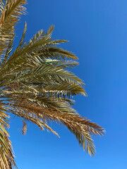 Obraz na płótnie Canvas Date palm in Nabq protected area, Sharm El Sheikh, South Sinai, Egypt, North Africa. 