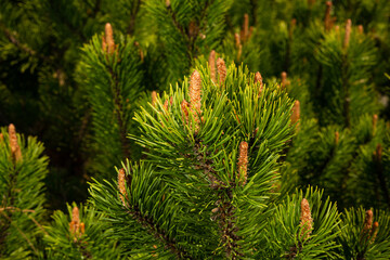 Young shoots of pine in sunny weather in the botanical garden