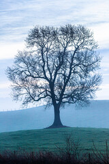 A tree with bare branches against a mottled sky on a misty winter dawn in Irthington, Cumbria, England UK