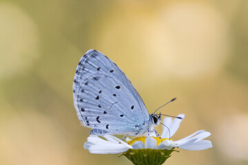 Fototapeta na wymiar Motyl modraszek wieszczek na rumianku