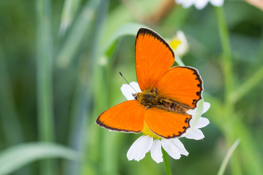 Motyl czerwończyk nieparek na rumianku