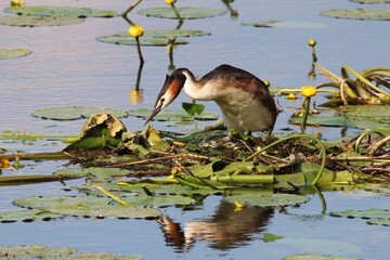 Perkoz dwuczuby na gnieździe © Henryk Guziak
