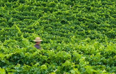 The high altitude wines from the vineyards of Santa Catarina are giving surprising results, due to...