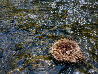 Nest floating on water. Lost home concept