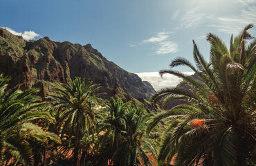 Fototapeta na wymiar Beautiful Masca village of Tenerife, Spain. Panoramic view of palm trees and green hills with cloudy sky in Canary Islands.