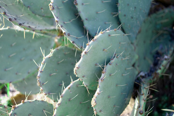 Plant green cactus with sharp thorns closeup