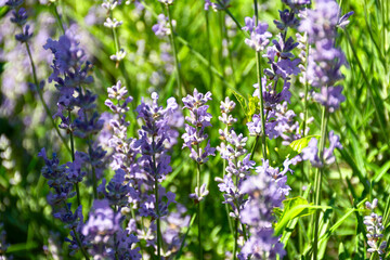 Lavender close-up. Summer background of purple flowers. Provence style, French lavender bloomed in the garden. The concept of cosmetics, cosmetic production, agriculture. Beautiful natural background
