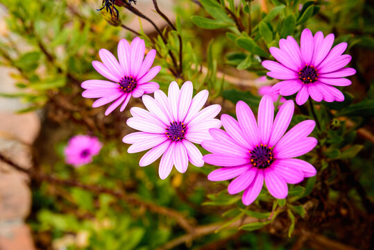 purple flowers dimorphotheca up close in bright colors
