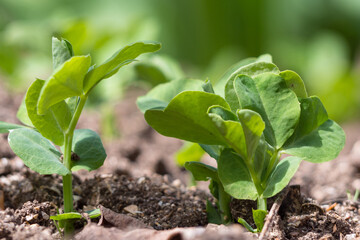 Young green pea plants grow in a sunny garden in early spring. A young vegetable plant of peas in the soil, Pisum sativum. Growing green peas in natural conditions. a new life - obrazy, fototapety, plakaty