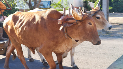 Pair of oxen on a yoke pulling a cart, moving. - obrazy, fototapety, plakaty