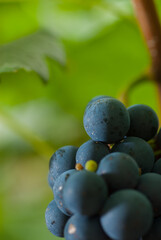 The high altitude wines from the vineyards of Santa Catarina are giving surprising results, due to...