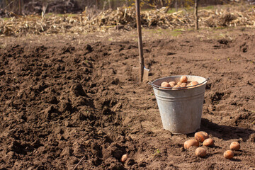 Agricultural work. Planting potatoes. A bucket of potatoes and an old shovel.