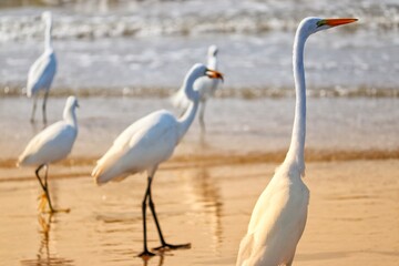 Obraz premium Photograph of herons in Barra de Tramandaí in Rio Grande do Sul, Brazil.