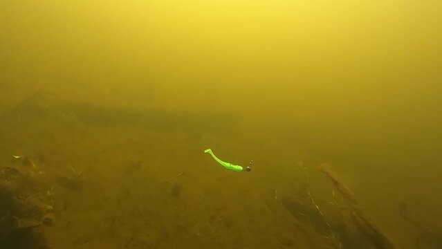 Soft bait plastic lure underwater footage in action.