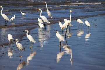 Photograph of herons in Barra de Tramandaí in Rio Grande do Sul, Brazil.