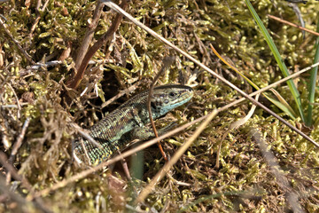  common lizard or Viviparous lizard