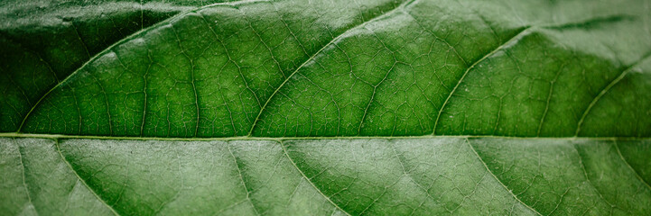 Abstract green leaves texture