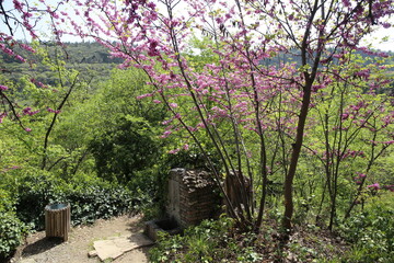 Cercis siliquastrum, European crimson, or Judas tree abundant flowering 