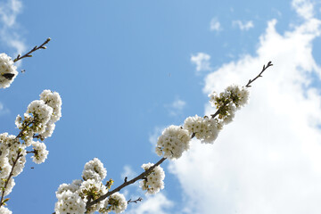 Flowering trees in spring.Details with tree flowers on a background of blue sky with white clouds