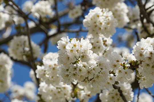 Flowering trees in spring.Details with tree flowers on a background of blue sky with white clouds