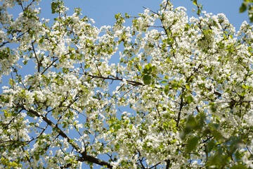 Flowering trees in spring.Details with tree flowers on a background of blue sky with white clouds