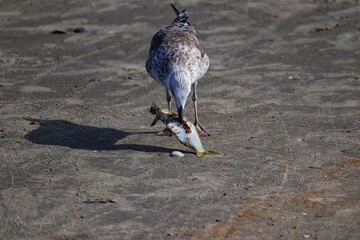 Beautiful juvenile kelp gull found in Barra de Tramandaí in Rio Grande do Sul, Brazil.