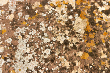 Still life background