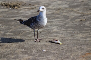Photograph of a beautiful Juvenile Kelp Gull eating a fish. The bird was found in Barra de Tramandaí in Rio Grande do Sul, Brazil.