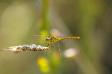 Closeup of yellow dragonfly on a plant side view with selective focus on foreground