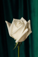 White rose on a white table against the backdrop of a green curtain in retro style