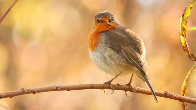 European Robin bird singing in the morning  (Erithacus Rubecula)