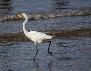 Photograph of a beautiful Great egret with a fish in its mouth, found in Barra de Tramandaí in Rio Grande do Sul, Brazil.